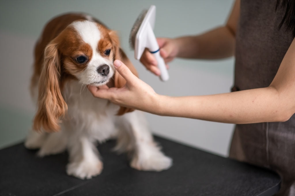 Pet Grooming