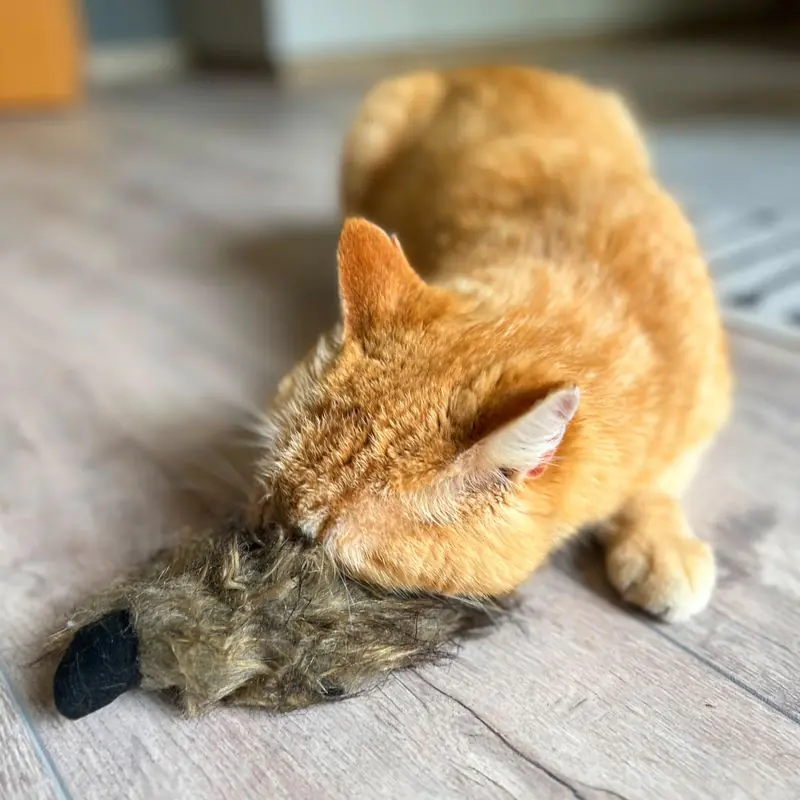 Aumüller Ferret Cat Toy - Image 10