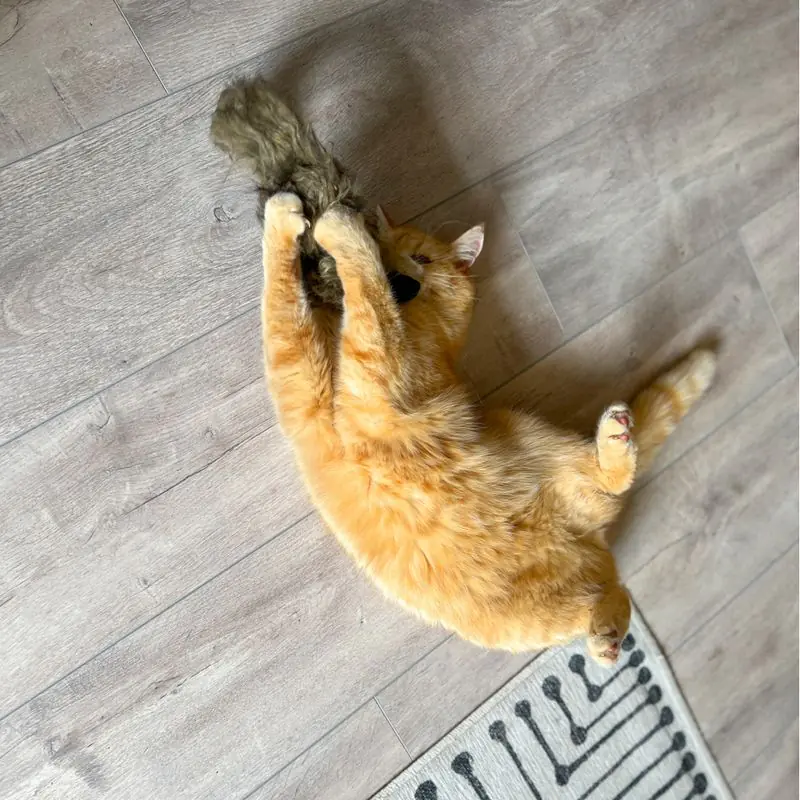 Aumüller Ferret Cat Toy - Image 9