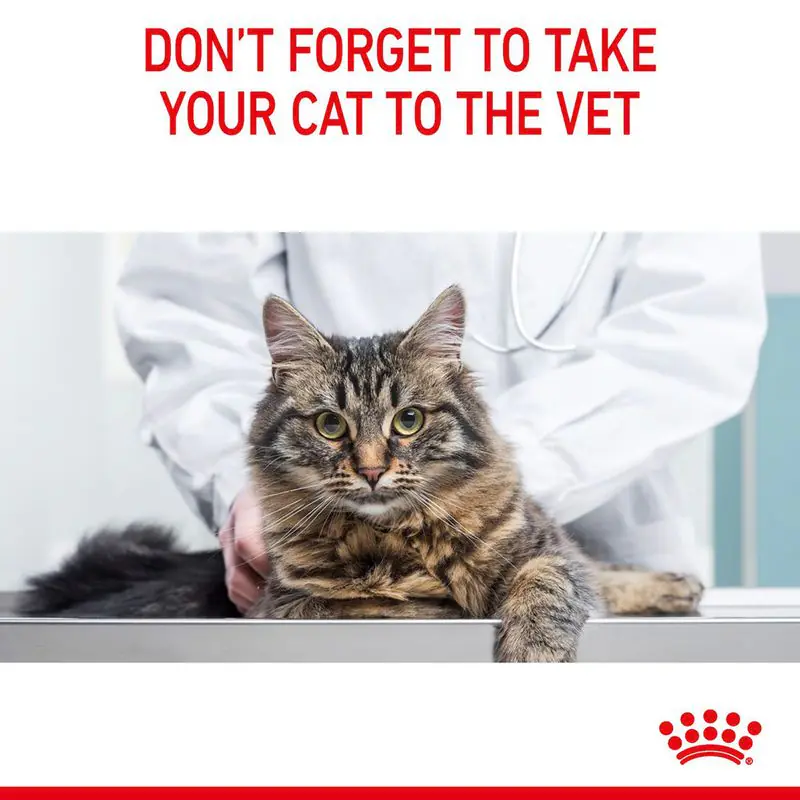 Royal Canin Hairball Care - Image 11
